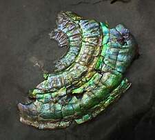 Stunning green iridescent Caloceras ammonite display fossil ammolite UK minerals picture