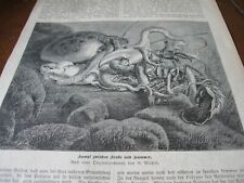 OCTOPUS Battle w LOBSTER Sea Creatures          1894 Art Print ENGRAVING picture
