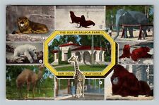 Animals At The Zoo In Balboa Park, San Diego California Vintage Postcard picture