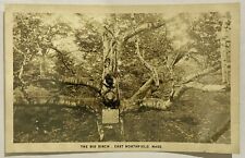 The Big Birch. East Northfield, Massachusetts. MA. Real Photo Postcard RPPC. picture