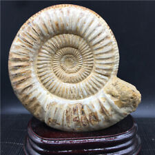 1140g Beautiful natural  Chrysanthemum  Conch Fossil +RAINBOW +stand U208 picture