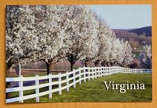 Postcard VA. Virginia dogwood trees. picture