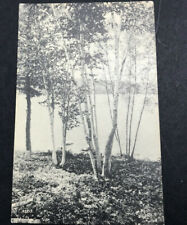 Vintage Postcard Birch Trees Crystal Lake Harrison Maine RPPC Real Photo picture