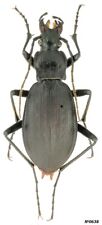 Coleoptera Carabidae Carabus (Leptocarabus) semiopacus N.Korea 25mm picture