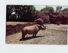 Postcard The Rhino in St. Louis Zoo St. Louis Missouri USA picture