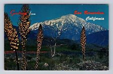 San Bernardino CA-California, Field Yucca, San Bernardino Peak Vintage Postcard picture