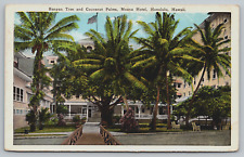 Postcard, Moana Hotel, Banyan Tree, Coconut Palms, Honolulu, Hawaii, Unposted picture