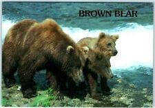 Postcard - Brown Bear picture