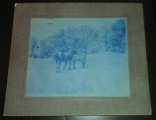 RARE CYANOTYPE PHOTOGRAPH OF A GROOM BRUSHING A COLT HORSE.  VINTAGECIRCA 1890. picture
