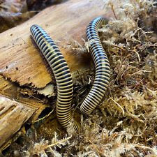Ivory Millipedes (Two) (Chicobolus Spinigerus) Educational-Fun picture