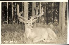 Big Deer at Banff Alberta Canada; (c.1900s) Photographer Byron Harmon; Mint picture