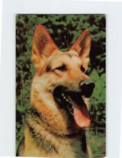 Postcard German Shepherd picture