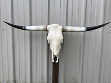 LONGHORN STEER SKULL 4 FEET 4 inch WIDE POLISHED BULL HORN MOUNTED COW HEAD picture