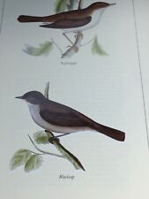 British Birds:  Nightingale & Blackcap Large Bird Print Lyndon MORRIS Gift  picture