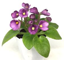 African Violet 'SK-Vernissage' (M)--TWO LEAVES picture