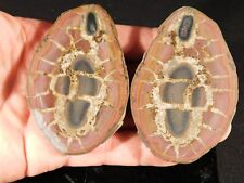 SEPTARIAN Nodule Cut and Polished 100% Natural From Morocco 160gr picture