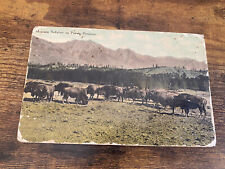 Vintage 1930-40’s Montana Buffaloes On Private Preserves Postcard picture