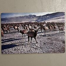 Postcard Giant herd of elk in the Refuge where they are fed in the wintertime picture
