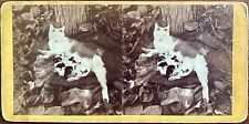 Rare 1860s Happy Family Cat Kitten Stereoview by William Holmes picture