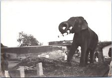 India, Baroda, Elephant at Work, Vintage Silver Print, circa 1920 Vintage Silver PR picture