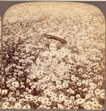 1897 Little Girl in the Daisy Field.  Underwood  Stereoview Photo picture