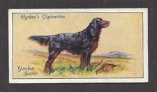 Rare 1936 UK Dog Art Full Body Portrait Ogden's Cigarette Card GORDON SETTER picture
