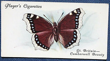CAMBERWELL BEAUTY   Butterfly  Vintage 1930's Card  CD08 picture
