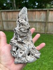 Texas Petrified Oak Wood 6x3x3 Agatized Beautifully Detailed Tap Root Fossil picture