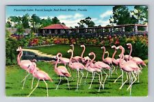 Miami FL-Florida, Scenic Flamingos at Flamingo Lake, Vintage Postcard picture