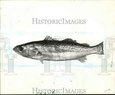 1970 Press Photo Fish with 