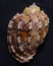 edspal shells - Harpa kajiyamai  54.2 mm F+++ gastropods mollusk sea shell picture