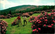 Roan Mountain NC Largest Rhododendron Garden Postcard Used (29134) picture
