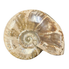Large Iridescent Ammonite picture