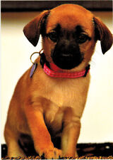 CUTE ENGLISH MASTIFF PUPPY DOG Russian postcard picture