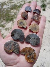 Lot of 5 Nice Split Fossil Ammonite Pairs Iridescent & More F2 picture
