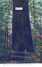 SEATTLE WA - Ravenna Park Big Tree Postcard picture