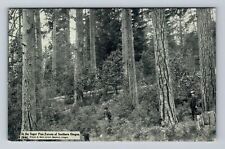 OR-Oregon, Scenic Greeting, Views in Sugar Pine Forests, Vintage Postcard picture