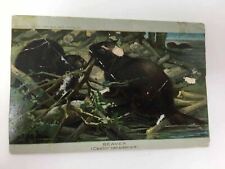 c. 1890 Arbuckle Bros Coffee Beaver Trade Card Victorian picture