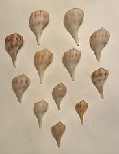 12 Beautiful Pear Whelk Shells From SW Florida picture