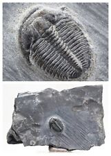 LARGE ELRATHIA TRILOBITE IN MATRIX Specimen Prehistoric Fossil Mineral UTAH picture