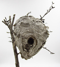 Wasp Nest Hornets Paper Wasp Bee Hive Nest On Branch picture