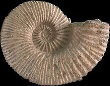 Ammonite Fossil HUGE 12