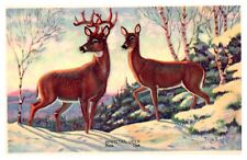 Wildlife Post Card Series subject #8 Whitetail Deer  unposted Postcard #52 picture