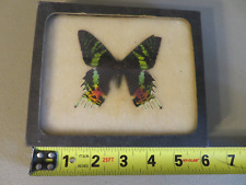 Vintage Rare Real Butterfly Entomology 1950's Unknown Specimen picture