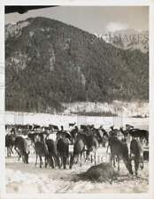 1959 Press Photo Over 200 deer dine on hay near Hamlet of Neu-Fall An Der Isar picture
