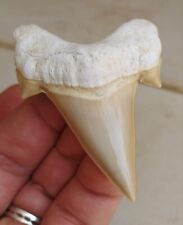 Awesome Otodus Obliquus Fossil shark tooth  - a prehistoric high quality tooth picture