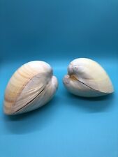 Giant Yellow Cockle Pair Sea Shells 5” Beach Decor Tropical Aquarium picture