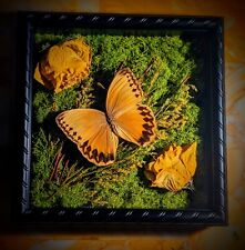 8x8 Black Real Butterfly Taxidermy Shadow Box With Yellow Roses  picture
