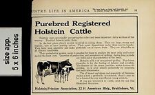 1912 Purebred Registered Holstein Cattle Vintage Print Ad 5544 picture