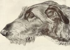 Irish Wolfhound | Wolf Hound - CUSTOM MATTED - Dog Art Print - Langley - NEW picture